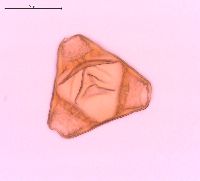 Oenothera suffrutescens image