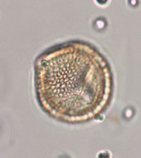 Euonymus atropurpureus image