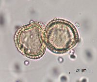 Euonymus atropurpureus image