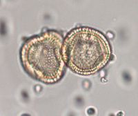 Euonymus atropurpureus image