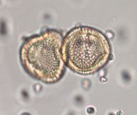 Euonymus atropurpureus image