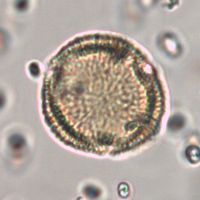 Euonymus atropurpureus image