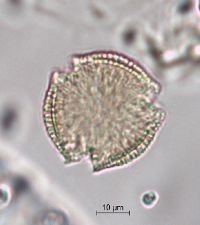 Euonymus atropurpureus image