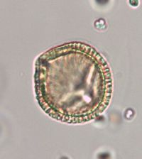 Euonymus atropurpureus image