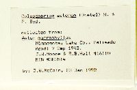 Eurybia macrophylla image