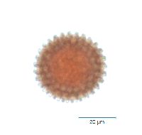 Froelichia floridana image