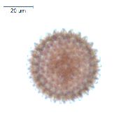 Froelichia floridana image