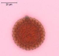 Froelichia floridana image