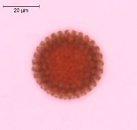 Image of Froelichia floridana