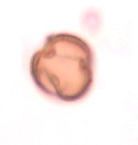 Adoxa moschatellina image