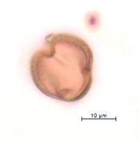 Adoxa moschatellina image