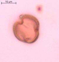 Adoxa moschatellina image