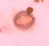 Adoxa moschatellina image