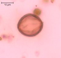 Adoxa moschatellina image