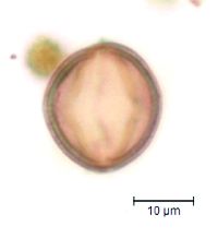 Adoxa moschatellina image