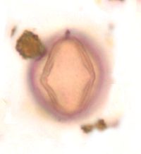 Adoxa moschatellina image