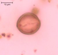 Adoxa moschatellina image