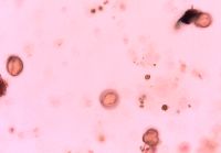 Adoxa moschatellina image