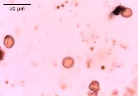 Adoxa moschatellina image