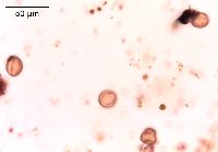 Adoxa moschatellina image