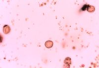 Adoxa moschatellina image