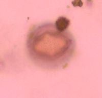 Adoxa moschatellina image