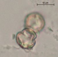 Penthorum sedoides image