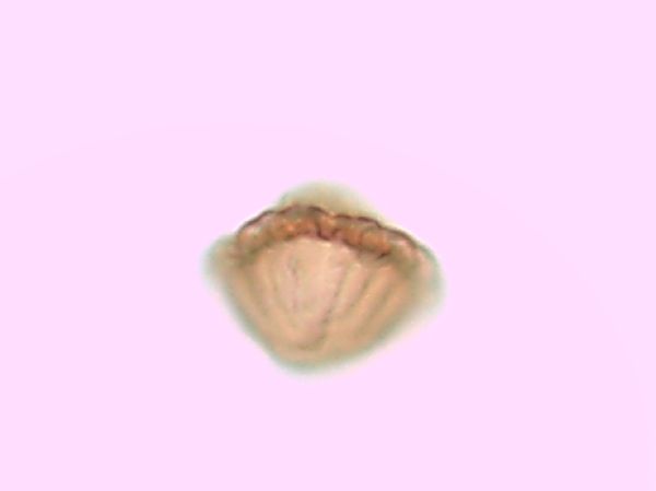 Utricularia minor image