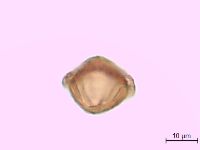 Utricularia minor image