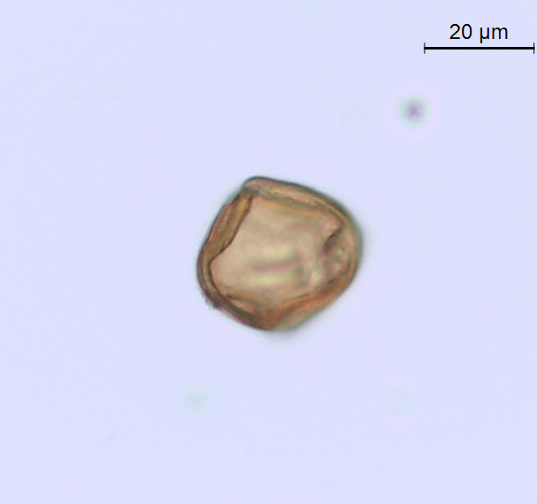 Aralia hispida image