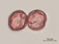 Rubus x paracaulis image