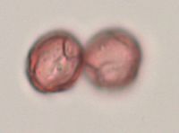 Rubus x paracaulis image