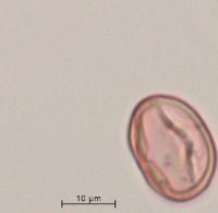 Rubus x paracaulis image