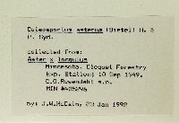 Symphyotrichum x longulum image