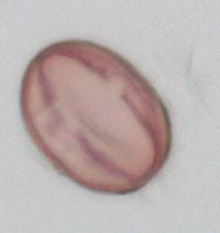 Amelanchier bartramiana image