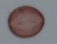 Amelanchier bartramiana image
