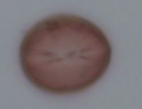 Amelanchier bartramiana image