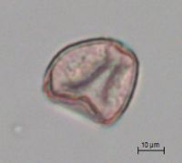 Taxus canadensis image