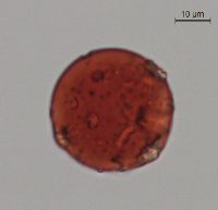 Dirca palustris image