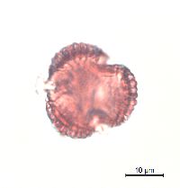 Ilex verticillata image