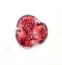 Ilex verticillata image
