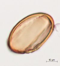 Pontederia cordata image