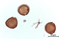 Lonicera hirsuta image
