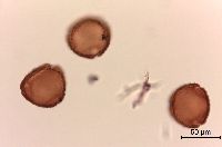 Lonicera hirsuta image