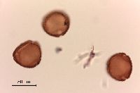 Lonicera hirsuta image