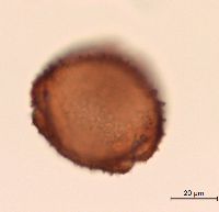 Lonicera hirsuta image