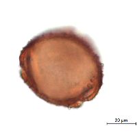 Lonicera hirsuta image