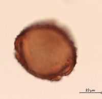 Lonicera hirsuta image