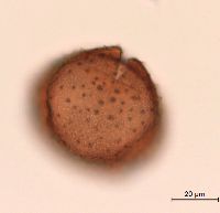 Lonicera hirsuta image