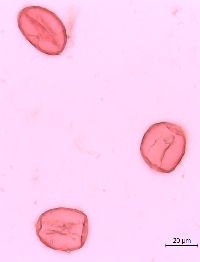 Streptopus lanceolatus image